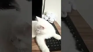 Thumbnail: Snow Ball’s Fav Spot Is My Computer!