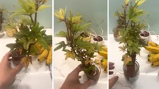 Thumbnail: Unexpectedly, Sweet potatoes mutate when grown in aquatic plants