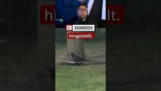 Thumbnail: Timmy Hope hin oder her… Tut lieber DAS für die Tiere!