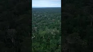 Thumbnail: Lex Fridman podcast in the jungle