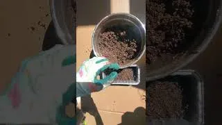 Thumbnail: Planting monstera seeds! #plantingseeds #monsteradeliciosa