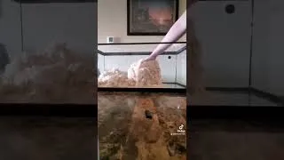 Thumbnail: Time to clean out Wilbur's enclosure! #westernhognose #snake