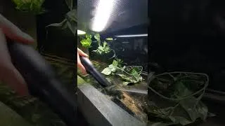 Thumbnail: Time for new substrate for my blue tongue skink! #bluetongueskink #reptiles #enclosures #cleaningday