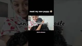 Thumbnail: meet my new poodle 🐶