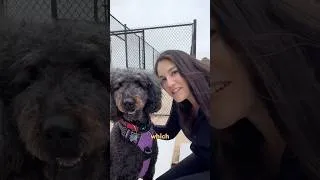 Thumbnail: Stop Using AirTags on Your Dog. Get This Instead
