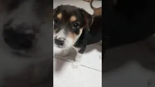 Thumbnail: #dog #dogs #dogshorts #dogsofyoutube