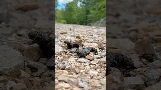 Thumbnail: The moment I realised a brown bear was nearby 🐻