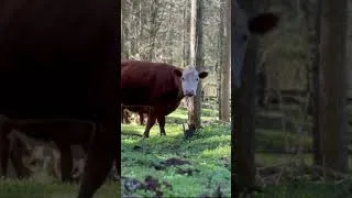 Thumbnail: I Spent the Day Painting in the Forests with a Monk
