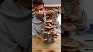 Thumbnail: Turning Shiitakes Into Liquid Umami🍄