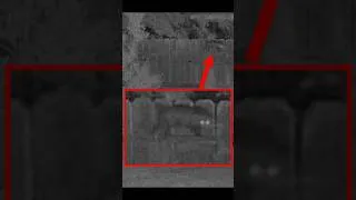 Thumbnail: What Creature is This? Caught on Camera - Reolink OMVI 3i #reolink #lifehackster