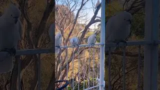 Thumbnail: Life in Australia vlog