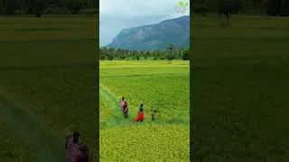 Thumbnail: "KERALA" the God's own country 🌻🌴🌴🌺 #villagelife #lifestyle #beautyofnature #keralatraditionallife