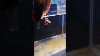 Thumbnail: 🐠 This Betta Fish Stole My Attention! 😍✨ #shorts #exoticaquariumfish #bettafish #aquariumfish