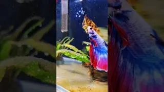 Thumbnail: 👑 The King of Betta Fish! 🐠🔥 #shorts #exoticaquariumfish #bettafish #betta #aquariumfish #bettas