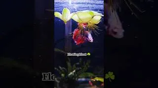 Thumbnail: 😱 Don't Blink! This Betta Fish Is Absolutely Gorgeous 🐠✨ #shorts #exoticaquariumfish #bettafish