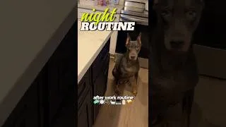 Thumbnail: my night routine after work | relaxing, yet productive