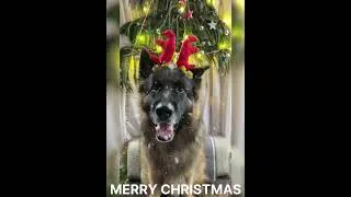 Thumbnail: Merry Christmas Hoomans......