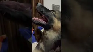 Thumbnail: Leo enjoying cool air cute puppy #cutepuppy #gsd #gsdpuppy