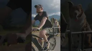 Thumbnail: A dog riding in style