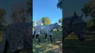 Thumbnail: Fully outfitted in Horseware 🪰