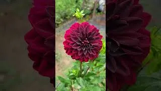 Thumbnail: Dahlias blow my mind! #lifeongreenwood #gardening