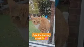 Thumbnail: Cute Cat looking upset 🐈 #shorts #cat #viralcat #trending