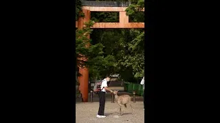 Thumbnail: Bowing Japanese deer are cute but... #shorts