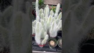 Thumbnail: Some fav plant finds today 🪴 💚 #plants #plantshopping #houseplants