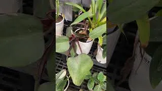 Thumbnail: New Hoya & Philodendron at Walmart! #plantshopping #plants #walmart