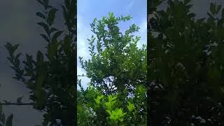 Thumbnail: Rainy Moonsoon Rains Weather