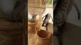Thumbnail: and to think I went 24 years without one😭#cats #rescuecats #catlover #cozyhome