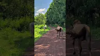 Thumbnail: A Horse’s Life in Viet Nam