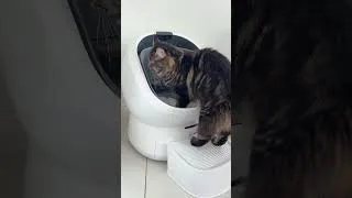 Thumbnail: Is This The World's Smartest Cat Toilet?? #petlibro