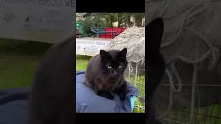 Thumbnail: Realnost Budve - ulične mačke svuda #travel #budva #cat #crnagora #balkan