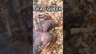 Thumbnail: My Ants BURIED Their QUEEN!! 🤯