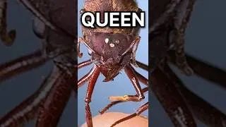 Thumbnail: 50 Queen Ant Colony!!