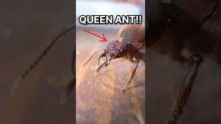 Thumbnail: Queen Ant Dies to Save Her Colony!!🤯