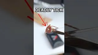 Thumbnail: ANTS DEADLY TICK!!