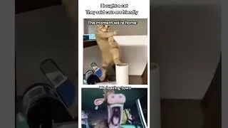 Thumbnail: They Said Cats Are Friendly 🐈💀 #meme