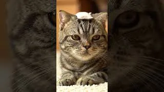 Thumbnail: Cute birthday cats that bring joy, laughter, and love 🐾 #catlover #catbirthday