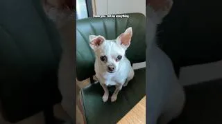 Thumbnail: You lost didn’t you 😂 #dogsoftiktok #dog #chihuahua #nova #abbieandlindsay