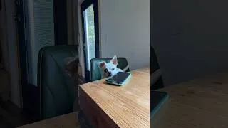 Thumbnail: Yes lord of the land 😂 #dogsoftiktok #dog #chihuahua #nova #abbieandlindsay