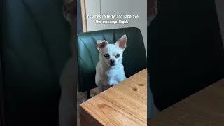 Thumbnail: And I’m pissed 😂 #dogsoftiktok #dog #chihuahua #nova #abbieandlindsay