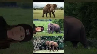 Thumbnail: a quick history of elephants (that we know of)