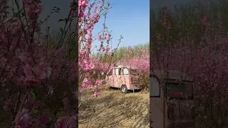 Thumbnail: Relax and watch a drama in the peach blossom forest #tricycle #minicar #glamping #asmr #limousine