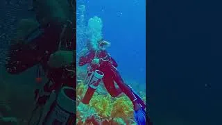 Thumbnail: Hunting Invasive Predators on a Vibrant Reef! 🤿🎯
