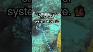 Thumbnail: Why We MUST Hunt These Invasive Monsters! 🎯🤿