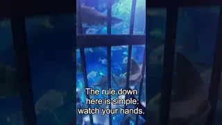 Thumbnail: Hand Feeding Sharks from INSIDE the Tank... 😳🦈