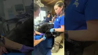 Thumbnail: Olivia's Medical Exam | Lions Tigers & Bears - The San Diego Animal Sanctuary®