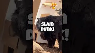 Thumbnail: NBA Prediction Enrichment with Teddy & Baloo | Lions Tigers & Bears -The San Diego Animal Sanctuary®
